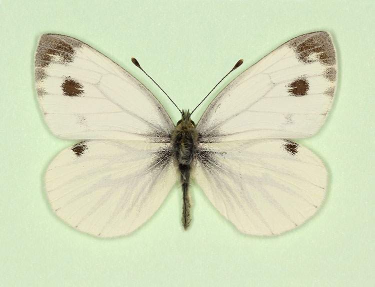 Pieris napi male (aberrant form magnomaculata) (Internet Image property of respective owner, non-commercial use only)